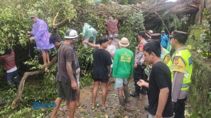 Pohon Beringin Kembar Berusia Di Atas 200 Tahun di Pura Puseh Desa Adat Pagi Tumbang